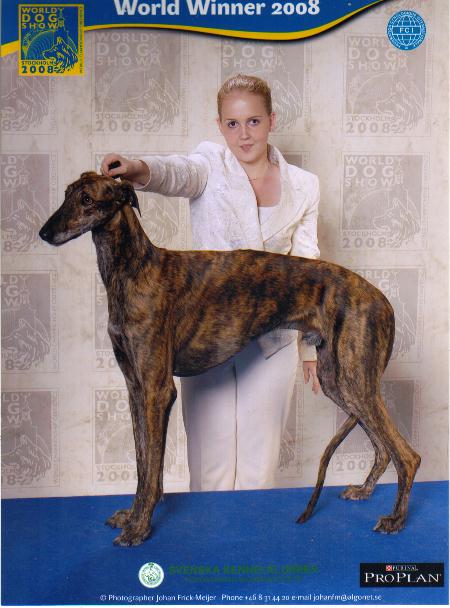 World%20dogshow%20stockholm.jpg